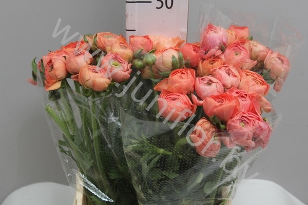 Ранункулус Ranunculus Salmon Ранункулус Ranunculus Salmon