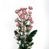 Stallion_pink.jpg Хризантема Stallion pink