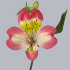 Alstromeria_Dreamland.jpg Альстромерия Dreamland