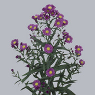Астра Aster Cecilia