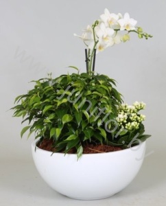 Фаленопсис 2T.+Ficus+Kalan.In Schaal