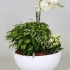 Фаленопсис 2T.+Ficus+Kalan.In Schaal