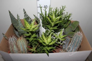 Кактус Cactus&Succulent Gemengd