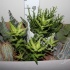 Кактус Cactus&Succulent Gemengd Кактус Cactus&Succulent Gemengd