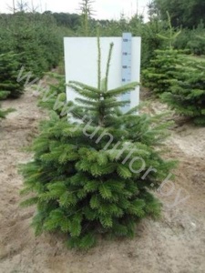 Пихта Abies Nordmanniana