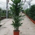 Драцена Dracaena Cintho Carrousel Драцена Dracaena Cintho Carrousel