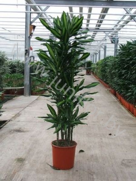 Драцена Dracaena Cintho Carrousel