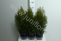 Туя Thuja Smaragd