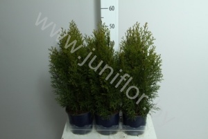 Туя Thuja Smaragd