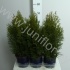 Туя Thuja Smaragd Туя Thuja Smaragd