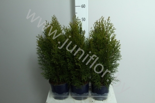 Туя Thuja Smaragd