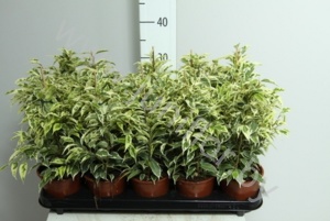 Фикус Ficus Samantha