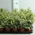 Фикус Ficus Samantha