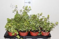 Плющ Hedera Golden Kolibri