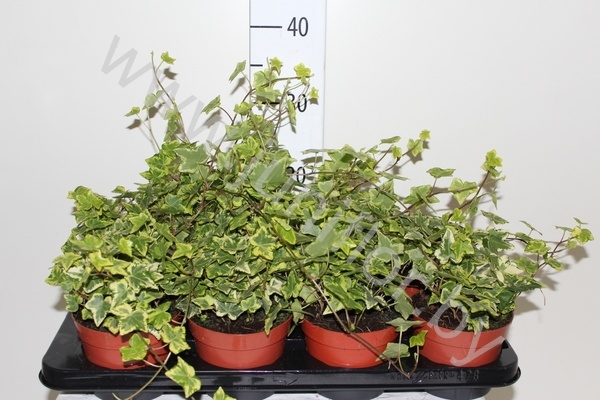 Плющ Hedera Golden Kolibri