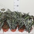 Алоказия Alocasia Bambino Arrow Алоказия Alocasia Bambino Arrow