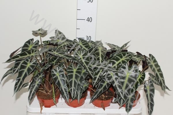 Алоказия Alocasia Bambino Arrow