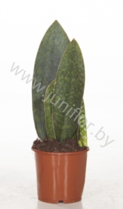 Сансевиерия Sansevieria Mansoniana Victoria