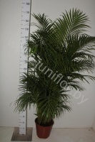 Арека Chrysalidocarpus Areca