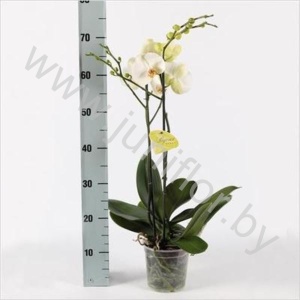 Фаленопсис Phal Gr. Bijoux Pearl Collectie 2 t