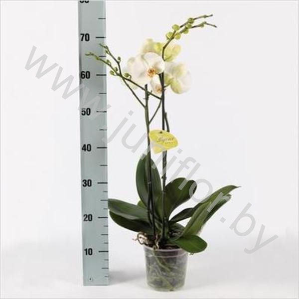 Фаленопсис Phal Gr. Bijoux Pearl Collectie 2 t