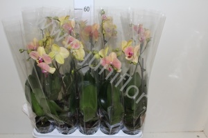 Фаленопсис Phal Splashed Yellow 1-tak