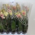 Фаленопсис Phal Splashed Yellow 1-tak Фаленопсис Phal Splashed Yellow 1-tak
