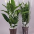 Спатифиллюм Spathiphyllum Merina Zebra Keramiek