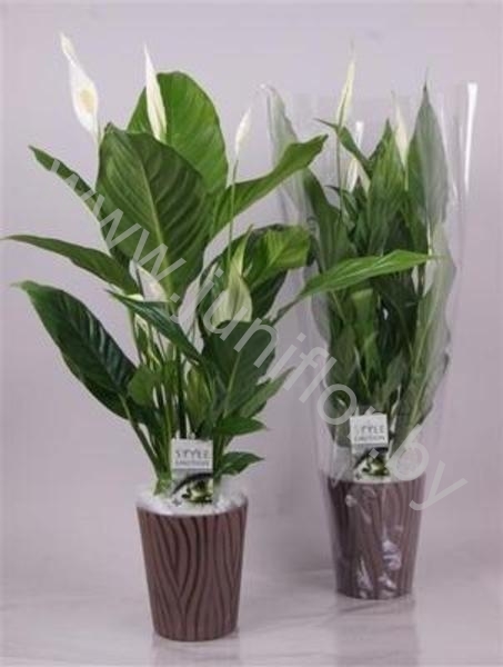 Спатифиллюм Spathiphyllum Merina Zebra Keramiek