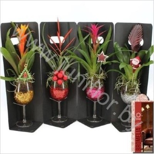Бромелия Bromelia Arr.Christmas Sangria