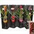 Бромелия Bromelia Arr.Christmas Sangria Бромелия Bromelia Arr.Christmas Sangria
