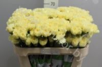 Гвоздика Yellow