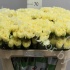 Гвоздика Yellow Гвоздика Yellow