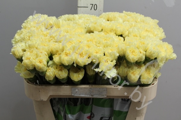 Гвоздика Yellow