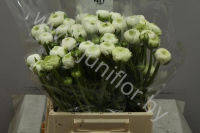 Ранункулус Ranunculus White