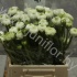 Ранункулус Ranunculus White Ранункулус Ranunculus White