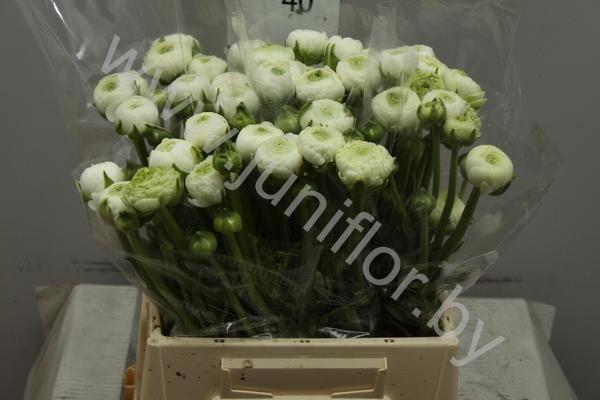 Ранункулус Ranunculus White Ранункулус Ranunculus White