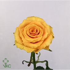 Роза Sphinx Gold