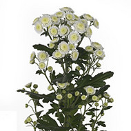 Хризантема Stallion white