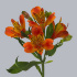 Alstromeria_Flame.jpg Альстромерия Flame