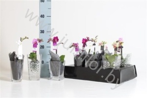 Фаленопсис Lit Lady GlasMix
