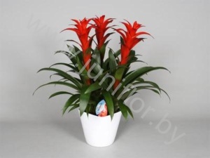 Гузмания Calypso Forma Wit