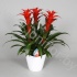 Гузмания Calypso Forma Wit