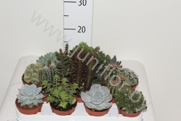 Кактус  Cactus&Succulent Gemengd