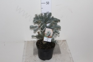 Пихта Abies Pro. Glauca