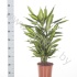 Драцена Dracaena Cintho Vertakt Драцена Dracaena Cintho Vertakt