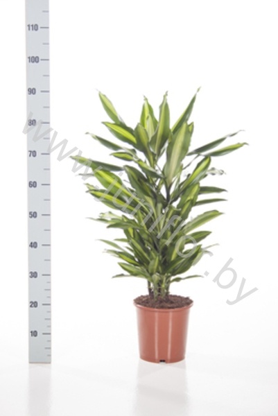 Драцена Dracaena Cintho Vertakt