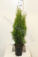 Туя Thuja Smaragd