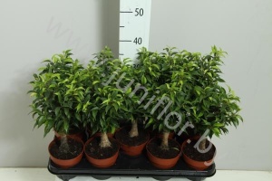 Фикус Ficus Stam Jute