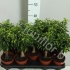 Фикус Ficus Stam Jute